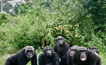 What you should know about Congo’s Réserve Naturelle de Tchimpounga in Pointe-Noire Tchimpounga sanctuary
