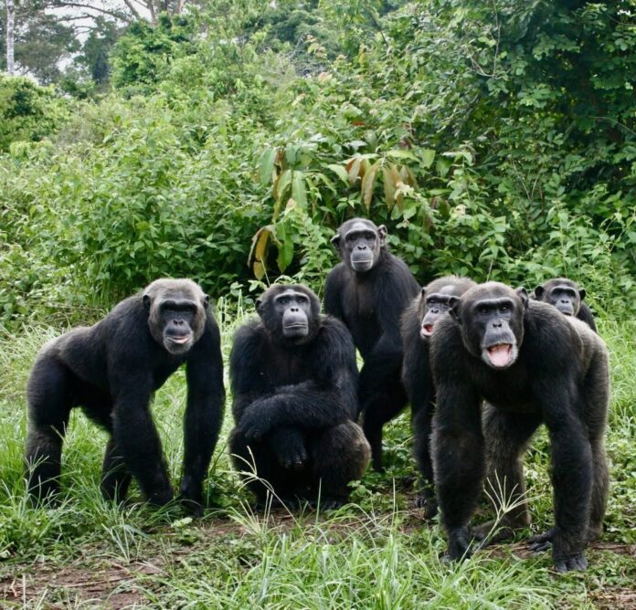 Tchimpounga sanctuary
