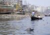 Buriganga dolphins surviving in toxic water against all odds