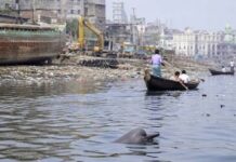Endangered Dolphins Defy Death in Bangladesh’s Toxic Buriganga Buriganga dolphins surviving in toxic water against all odds