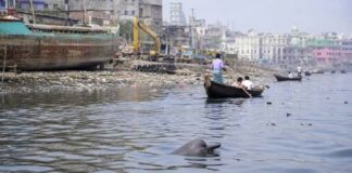 Buriganga dolphins surviving in toxic water against all odds