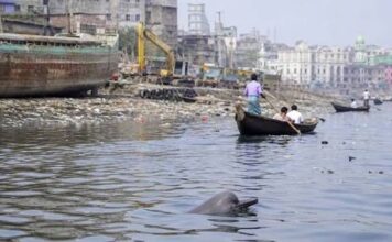 Endangered Dolphins Defy Death in Bangladesh’s Toxic Buriganga Buriganga dolphins surviving in toxic water against all odds