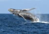 marine heat wave blob reducing hump back whales population, study finds