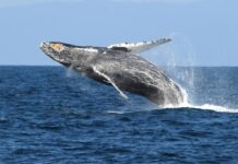 Climate Heatwaves Threaten Hawaiian Humpbacks as Marine Food Web Collapses marine heat wave blob reducing hump back whales population, study finds