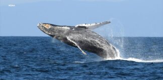 marine heat wave blob reducing hump back whales population, study finds