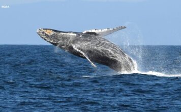 Climate Heatwaves Threaten Hawaiian Humpbacks as Marine Food Web Collapses marine heat wave blob reducing hump back whales population, study finds