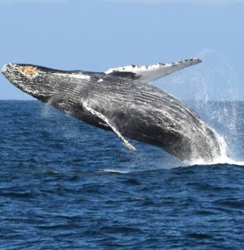 Climate Heatwaves Threaten Hawaiian Humpbacks as Marine Food Web Collapses marine heat wave blob reducing hump back whales population, study finds