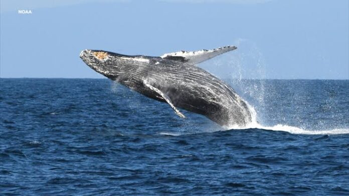 marine heat wave blob reducing hump back whales population, study finds