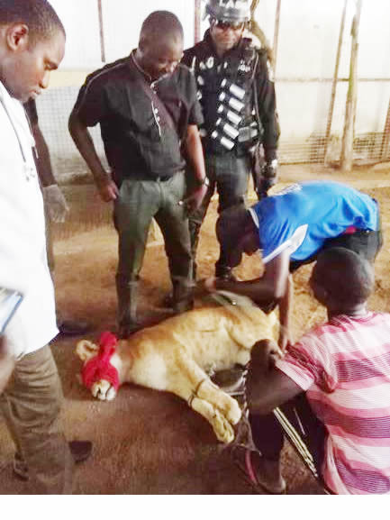 Pet lion evacuated from Lekki home