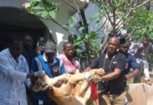 ‘Security’ lion removed from Lagos house opposite crèche ‘Security’ lion removed from Lagos house opposite crèche