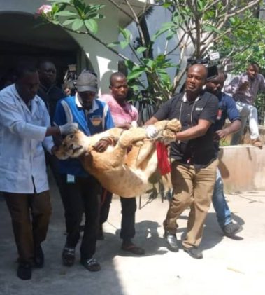‘Security’ lion removed from Lagos house opposite crèche ‘Security’ lion removed from Lagos house opposite crèche