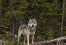 Isle Royale Wolves Bounce Back Despite Inbreeding Hurdles A new study finds Isle Royale’s translocated wolves have a better than 80% chance of lasting 20 years, but inbreeding and isolation remain a concern.