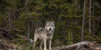 A new study finds Isle Royale’s translocated wolves have a better than 80% chance of lasting 20 years, but inbreeding and isolation remain a concern.