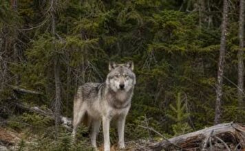 Isle Royale Wolves Bounce Back Despite Inbreeding Hurdles A new study finds Isle Royale’s translocated wolves have a better than 80% chance of lasting 20 years, but inbreeding and isolation remain a concern.