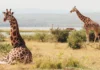 Against the Odds: South Sudan's War-Zone Giraffes Have a Surprisingly Healthy Gene Pool
