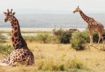 Against the Odds: South Sudan’s War-Zone Giraffes Have a Surprisingly Healthy Gene Pool Against the Odds: South Sudan's War-Zone Giraffes Have a Surprisingly Healthy Gene Pool