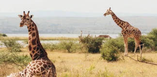 Against the Odds: South Sudan's War-Zone Giraffes Have a Surprisingly Healthy Gene Pool