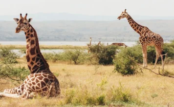 Against the Odds: South Sudan’s War-Zone Giraffes Have a Surprisingly Healthy Gene Pool Against the Odds: South Sudan's War-Zone Giraffes Have a Surprisingly Healthy Gene Pool