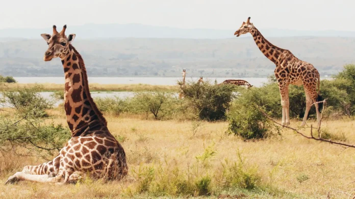 sudan giraffe Against the Odds: South Sudan's War-Zone Giraffes Have a Surprisingly Healthy Gene Pool